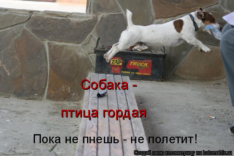 Пока не пнешь - не полетит! Собака - птица гордая... Котоматрица: Пока не пнешь - не полетит! Собака - птица гордая