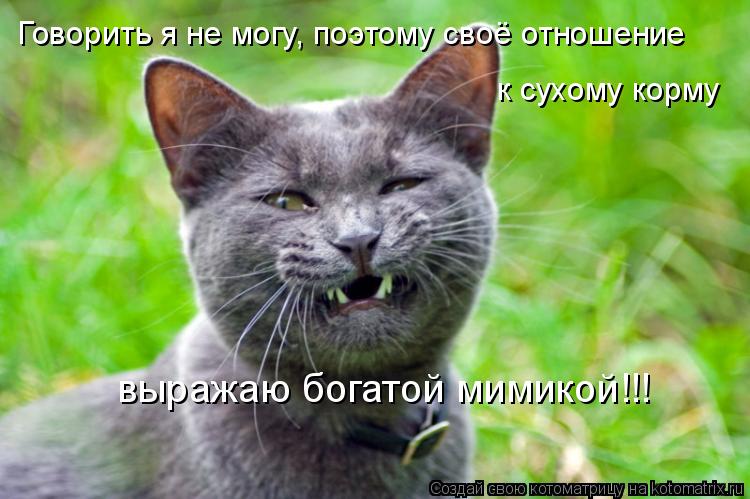 Говорить я не могу, поэтому своё отношение к сухому корму выражаю богатой мимикой!!!... Котоматрица: Говорить я не могу, поэтому своё отношение к сухому корму выражаю богатой мимикой!!!