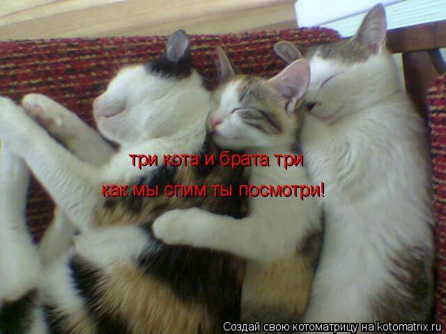 три кота и брата три как мы спим ты посмотри!... Котоматрица: три кота и брата три как мы спим ты посмотри!