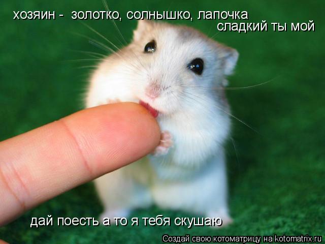 хозяин - золотко, солнышко, лапочка сладкий ты мой дай поесть а то я тебя скушаю... Котоматрица: хозяин - золотко, солнышко, лапочка сладкий ты мой дай поесть а то я тебя скушаю