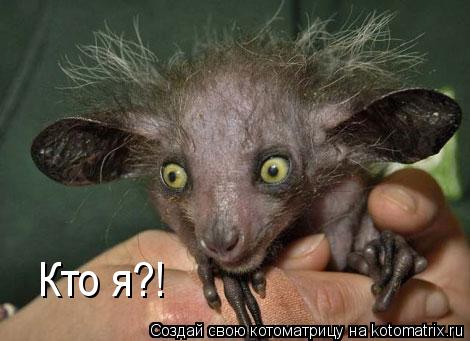 Кто я?!... Котоматрица: Кто я?!