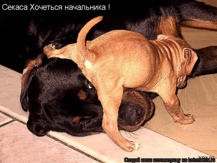 Секаса Хочеться начальника !... Котоматрица: Секаса Хочеться начальника !