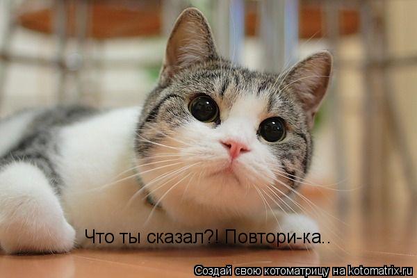Что ты сказал?! Повтори-ка..... Котоматрица: Что ты сказал?! Повтори-ка..