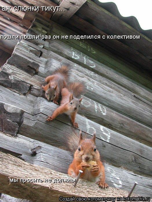 аж слюнки тикут... пошли пошли!раз он не поделился с колективом мы просить не должны... Котоматрица: аж слюнки тикут... пошли пошли!раз он не поделился с колективом мы просить не должны