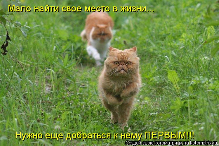 Мало найти свое место в жизни... Нужно еще добраться к нему ПЕРВЫМ!!!... Котоматрица: Мало найти свое место в жизни... Нужно еще добраться к нему ПЕРВЫМ!!!