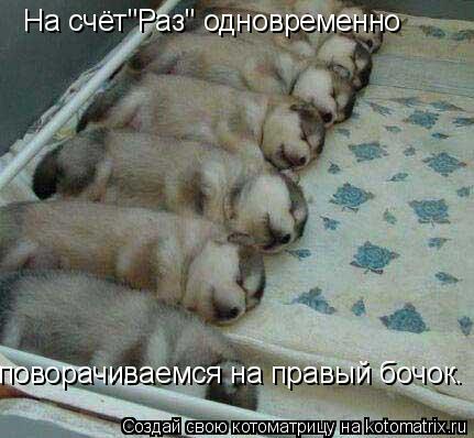 На счёт"Раз" одновременно поворачиваемся на правый бочок.... Котоматрица: На счёт"Раз" одновременно поворачиваемся на правый бочок.