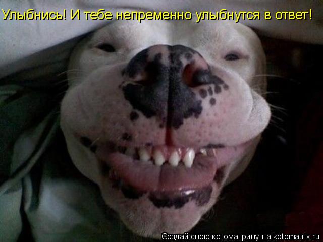 Улыбнись! И тебе непременно улыбнутся в ответ!... Котоматрица: Улыбнись! И тебе непременно улыбнутся в ответ!