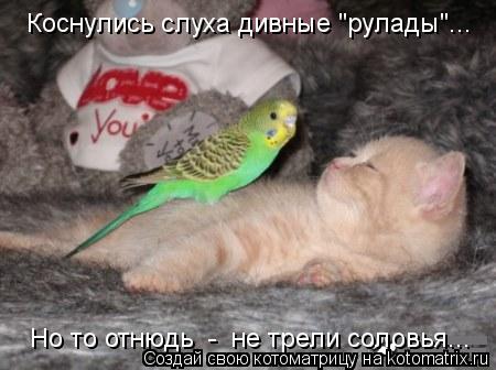 Коснулись слуха дивные "рулады"... Но то отнюдь - не трели соловья...... Котоматрица: Коснулись слуха дивные "рулады"... Но то отнюдь - не трели соловья...