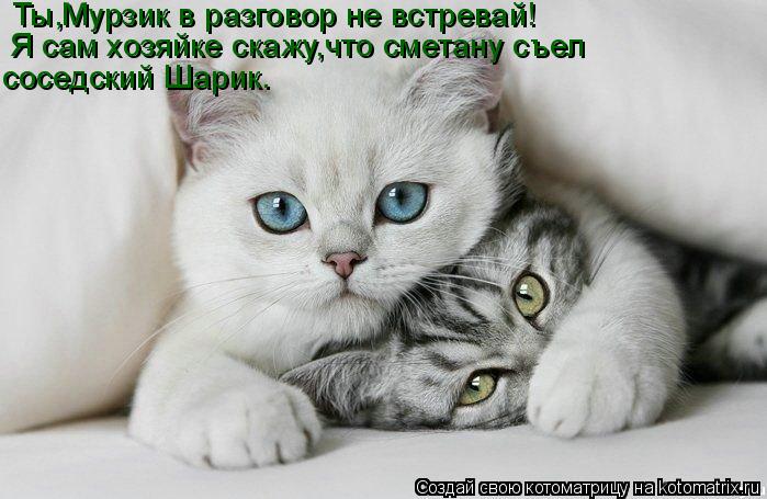 Ты,Мурзик в разговор не встревай! Я сам хозяйке скажу,что сметану съел соседский Шарик.... Котоматрица: Ты,Мурзик в разговор не встревай! Я сам хозяйке скажу,что сметану съел соседский Шарик.