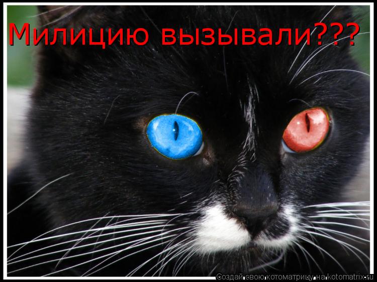 Милицию вызывали???... Котоматрица: Милицию вызывали???