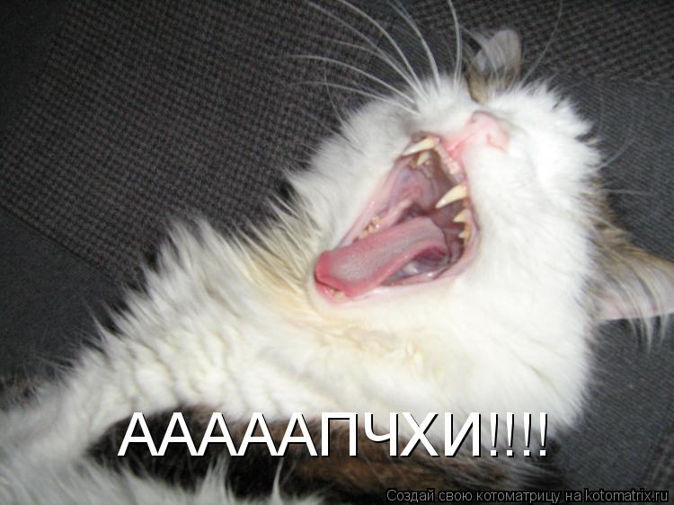 АААААПЧХИ!!!!... Котоматрица: АААААПЧХИ!!!!