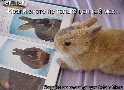 Так, так..... -Кролики-это не только ценный мех...... Котоматрица: Так, так..... -Кролики-это не только ценный мех...