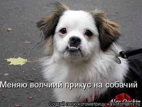 Меняю волчиий прикус на собачий... Котоматрица: Меняю волчиий прикус на собачий