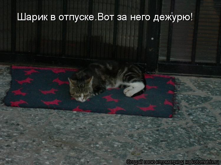Шарик в отпуске.Вот за него дежурю!... Котоматрица: Шарик в отпуске.Вот за него дежурю!