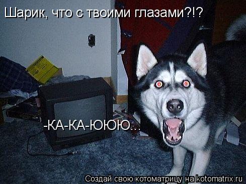 Шарик, что с твоими глазами?!? -КА-КА-ЮЮЮ...... Котоматрица: Шарик, что с твоими глазами?!? -КА-КА-ЮЮЮ...