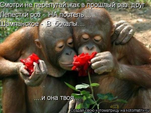....и она твоя... Лепестки роз - НА постель.... Шампанское - В бокалы.... Смотри не перепутай..как... Котоматрица: ....и она твоя... Лепестки роз - НА постель.... Шампанское - В бокалы.... Смотри не перепутай..как в прошлый раз..друг