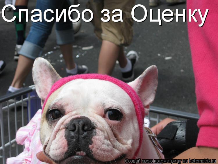 Спасибо за Оценку... Котоматрица: Спасибо за Оценку