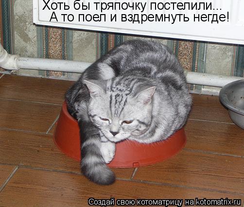 Хоть бы тряпочку постелили... А то поел и вздремнуть негде!... Котоматрица: Хоть бы тряпочку постелили... А то поел и вздремнуть негде!