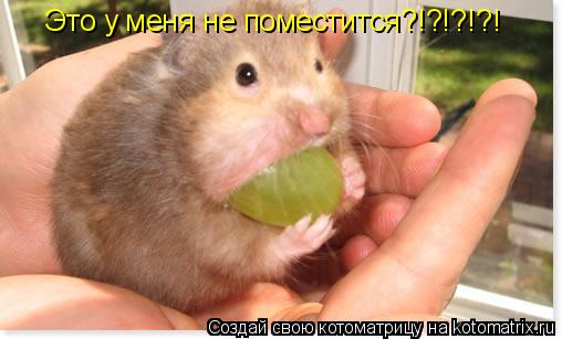 Это у меня не поместится?!?!?!?!... Котоматрица: Это у меня не поместится?!?!?!?!