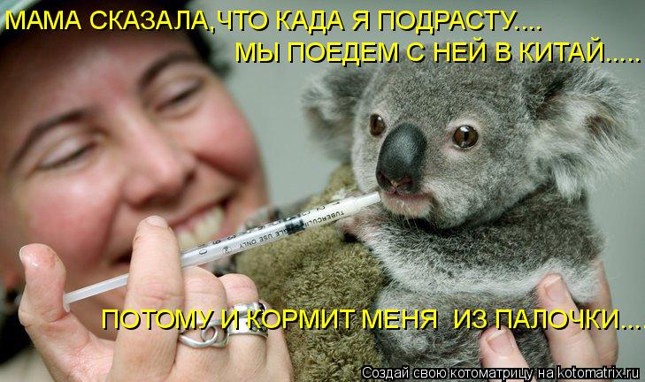 МАМА СКАЗАЛА,ЧТО КАДА Я ПОДРАСТУ.... МЫ ПОЕДЕМ С НЕЙ В КИТАЙ..... ПОТОМУ И КОРМИТ МЕНЯ ИЗ ПАЛОЧКИ..... Котоматрица: МАМА СКАЗАЛА,ЧТО КАДА Я ПОДРАСТУ.... МЫ ПОЕДЕМ С НЕЙ В КИТАЙ..... ПОТОМУ И КОРМИТ МЕНЯ ИЗ ПАЛОЧКИ....