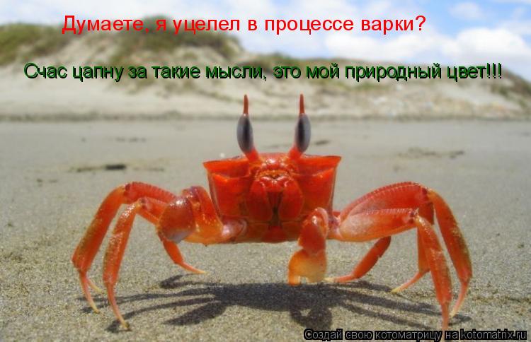 Думаете, я уцелел в процессе варки? Счас цапну за такие мысли, это мой природный цвет!!!... Котоматрица: Думаете, я уцелел в процессе варки? Счас цапну за такие мысли, это мой природный цвет!!!