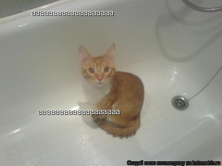 aaaaaaaaaaaaaaaaaaa aaaaaaaaaaaaaaaaaaa... Котоматрица: aaaaaaaaaaaaaaaaaaa aaaaaaaaaaaaaaaaaaa