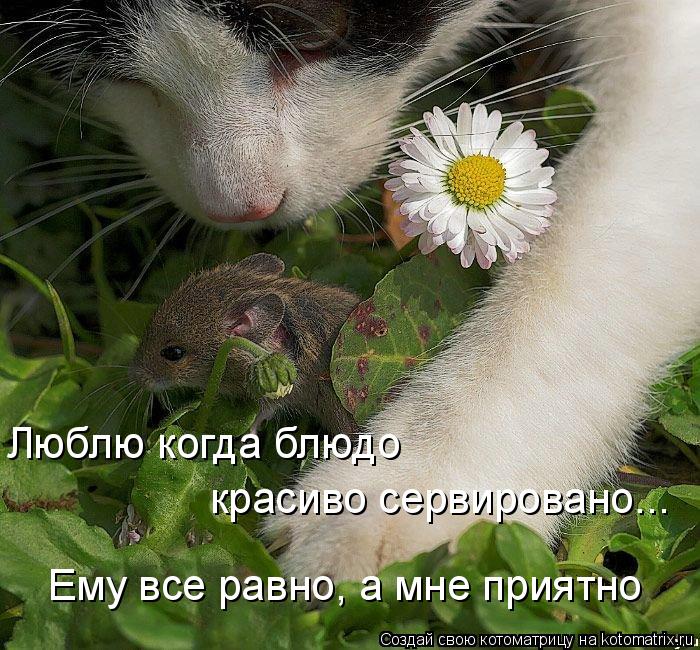 Котоматрица: красиво сервировано... Люблю когда блюдо Ему все равно, а мне приятно