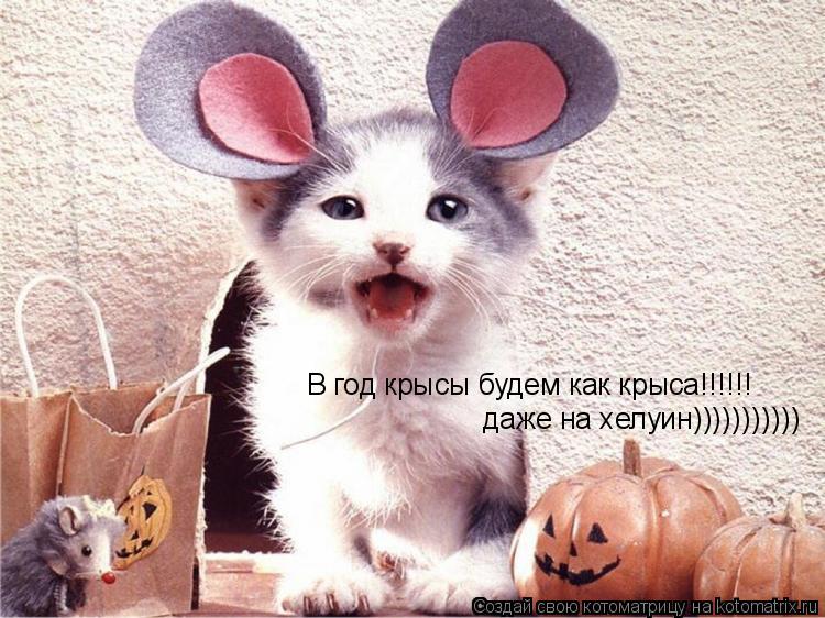 Котоматрица: В год крысы будем как крыса!!!!!! даже на хелуин)))))))))))