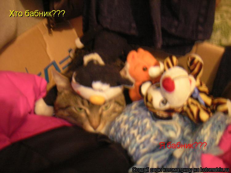 Хто бабник??? Я бабник???... Котоматрица: Хто бабник??? Я бабник???