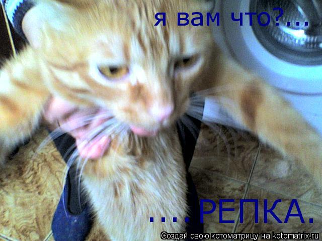 я вам что?... РЕПКА. ....... Котоматрица: я вам что?... РЕПКА. ....
