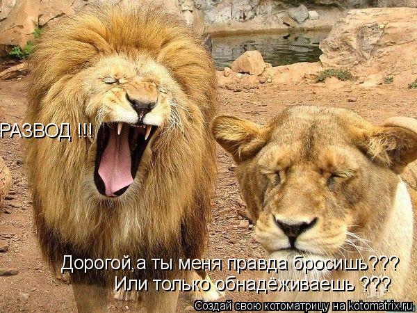 Дорогой,а ты меня правда бросишь??? Или только обнадёживаешь ??? РАЗВОД !!!... Котоматрица: Дорогой,а ты меня правда бросишь??? Или только обнадёживаешь ??? РАЗВОД !!!