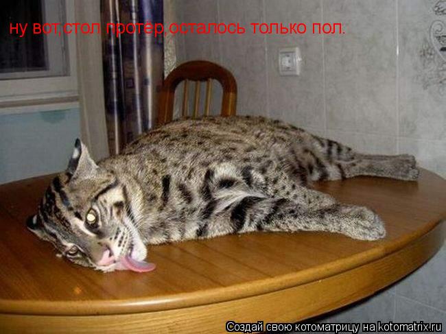ну вот,стол протёр,осталось только пол.... Котоматрица: ну вот,стол протёр,осталось только пол.