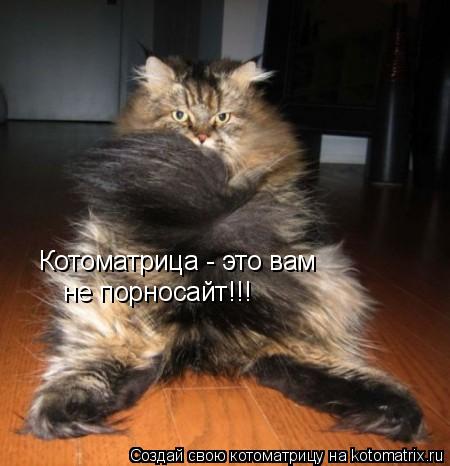 Котоматрица - это вам не порносайт!!!... Котоматрица: Котоматрица - это вам не порносайт!!!