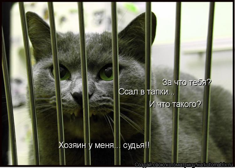 За что тебя? Ссал в тапки... И что такого? Хозяин у меня... судья!!... Котоматрица: За что тебя? Ссал в тапки... И что такого? Хозяин у меня... судья!!