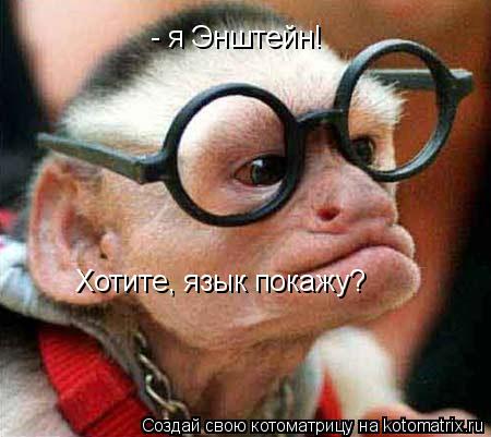- я Энштейн! Хотите, язык покажу?... Котоматрица: - я Энштейн! Хотите, язык покажу?