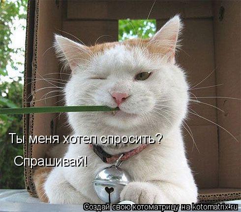 Ты меня хотел спросить? Спрашивай!... Котоматрица: Ты меня хотел спросить? Спрашивай!