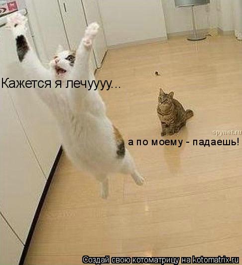 Кажется я лечуууу... а по моему - падаешь!... Котоматрица: Кажется я лечуууу... а по моему - падаешь!
