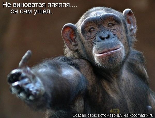 Котоматрица: Не виноватая яяяяяя.... он сам ушел..