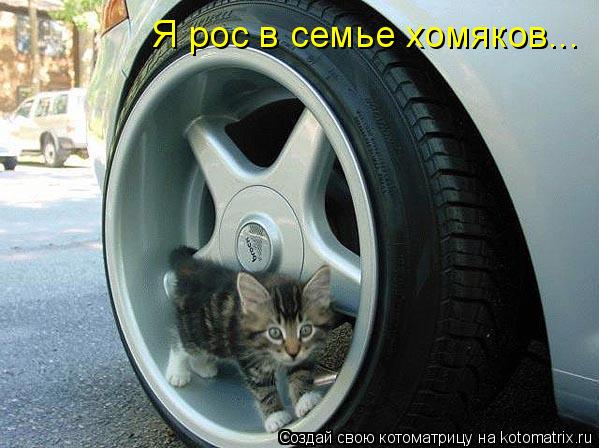 Котоматрица: Я рос в семье хомяков...