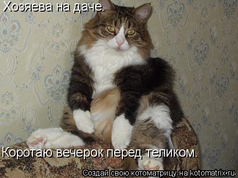 Хозяева на даче. Коротаю вечерок перед теликом.... Котоматрица: Хозяева на даче. Коротаю вечерок перед теликом.