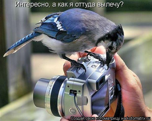 Интересно, а как я оттуда вылечу?... Котоматрица: Интересно, а как я оттуда вылечу?