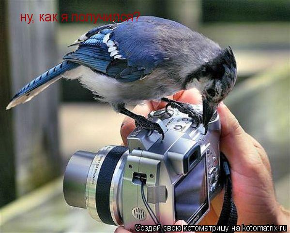ну, как я получился?... Котоматрица: ну, как я получился?