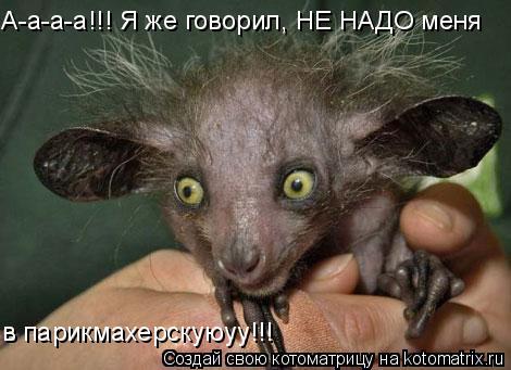 А-а-а-а!!! Я же говорил, НЕ НАДО меня в парикмахерскуюуу!!!... Котоматрица: А-а-а-а!!! Я же говорил, НЕ НАДО меня в парикмахерскуюуу!!!