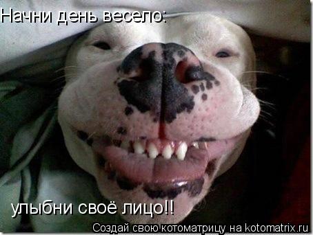 Начни день весело: улыбни своё лицо!!... Котоматрица: Начни день весело: улыбни своё лицо!!