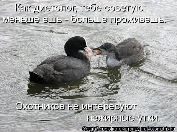 Как диетолог, тебе советую: меньше ешь - больше проживешь. Охотников не интересуют нежирные утки.... Котоматрица: Как диетолог, тебе советую: меньше ешь - больше проживешь. Охотников не интересуют нежирные утки.
