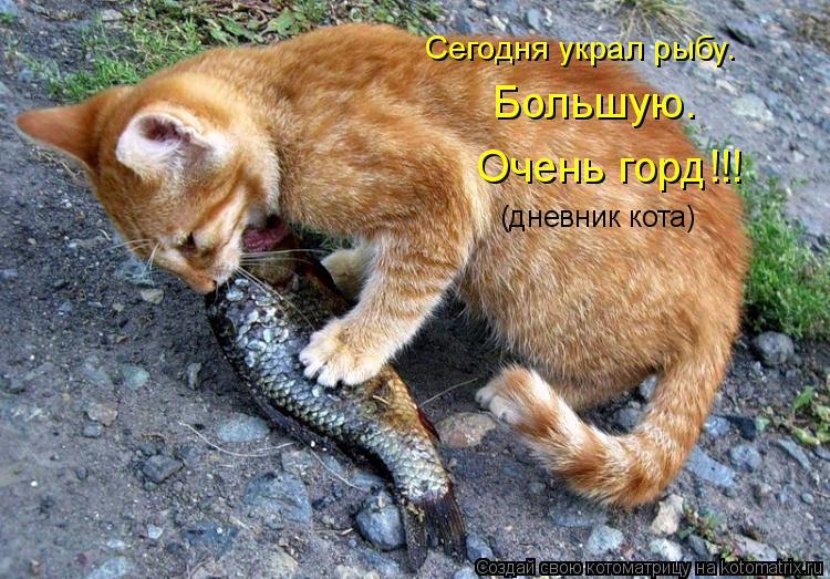 Сегодня украл рыбу. Большую. Очень горд!!! (дневник кота)... Котоматрица: Сегодня украл рыбу. Большую. Очень горд!!! (дневник кота)