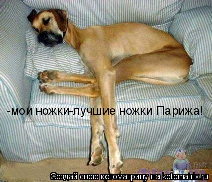 -мои ножки-лучшие ножки Парижа!... Котоматрица: -мои ножки-лучшие ножки Парижа!