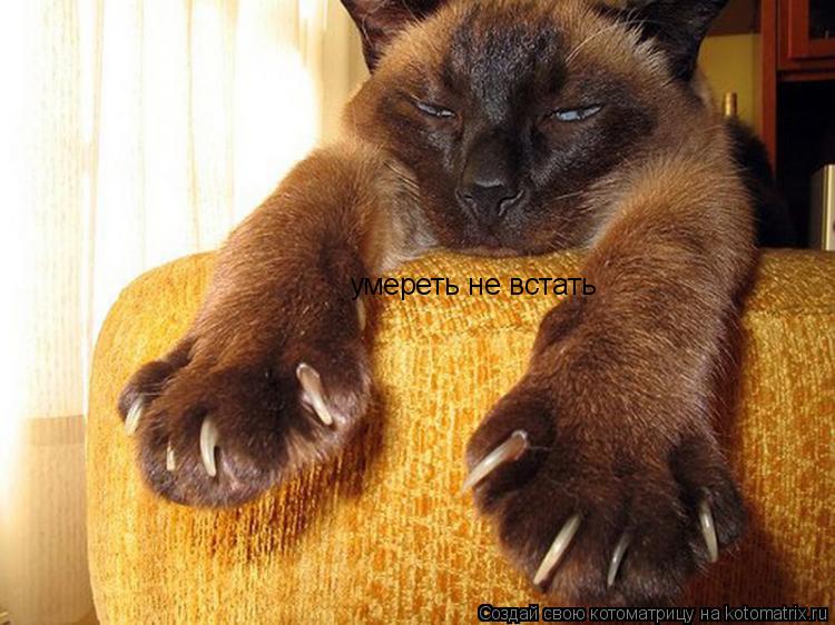 умереть не встать... Котоматрица: умереть не встать