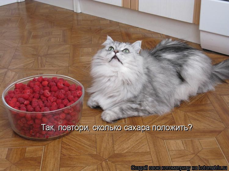 Так, повтори, сколько сахара положить?... Котоматрица: Так, повтори, сколько сахара положить?