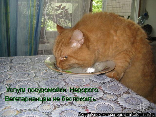 Услуги посудомойки. Недорого. Вегетарианцам не беспокоить.... Котоматрица: Услуги посудомойки. Недорого. Вегетарианцам не беспокоить.